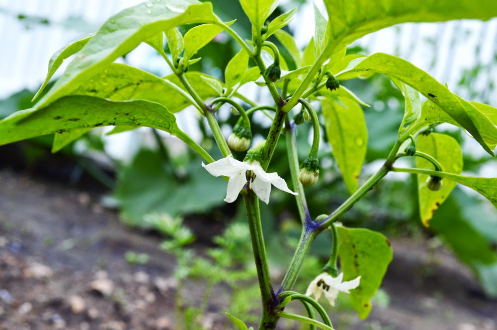 jalapeno plant flowers